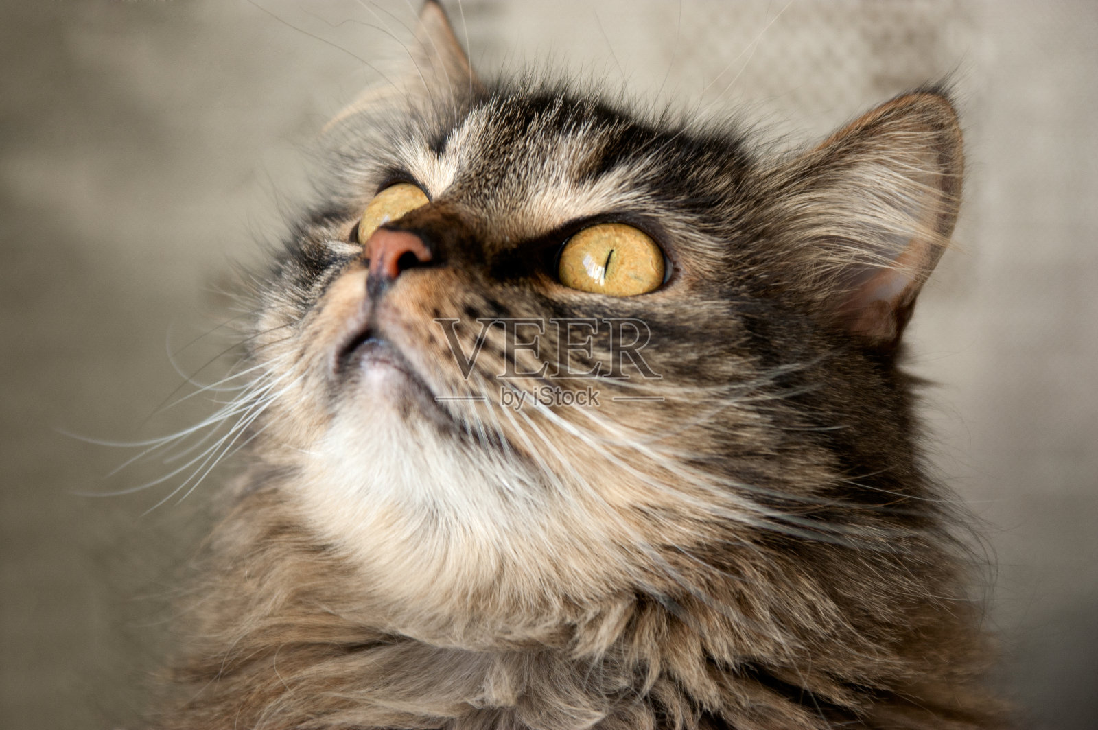 美丽的毛茸茸的猫照片摄影图片