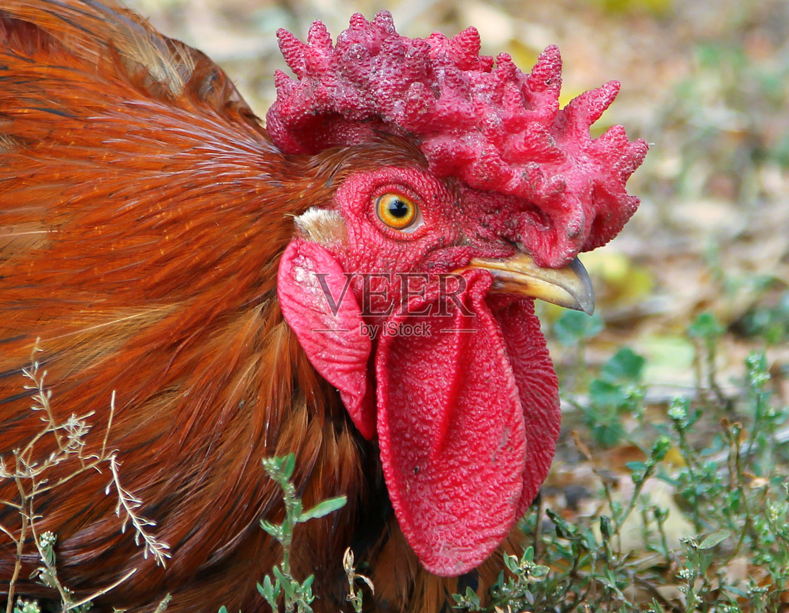 七彩红公鸡的画像照片摄影图片