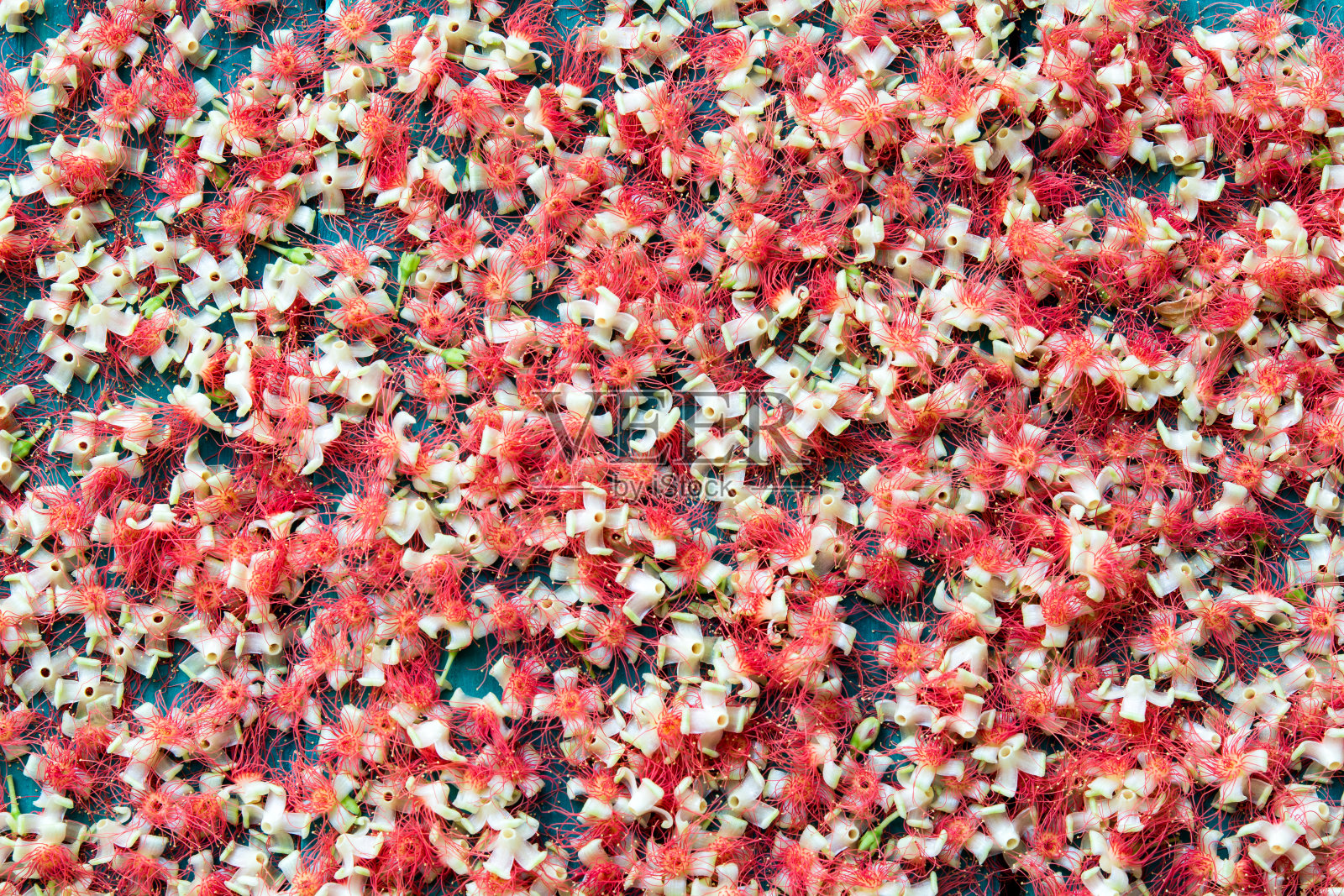 红花落在木头上照片摄影图片