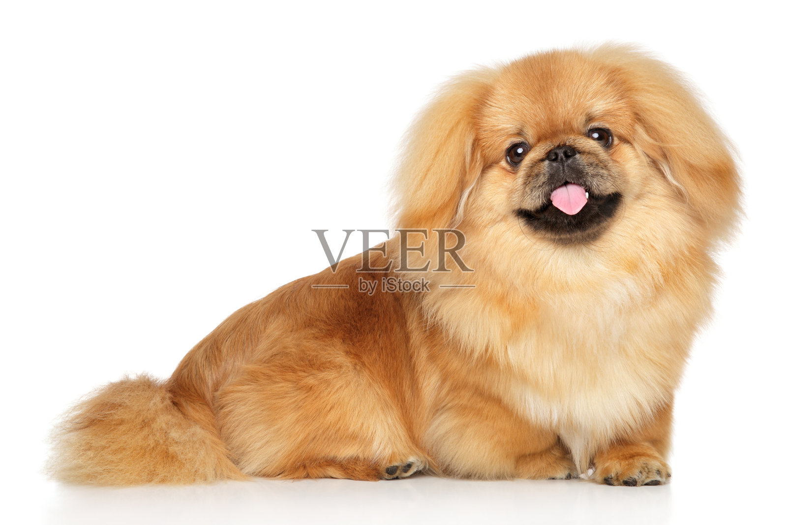 快乐的哈巴狗照片摄影图片