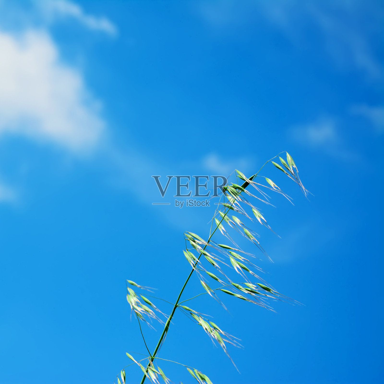 蓝天下的野燕麦照片摄影图片