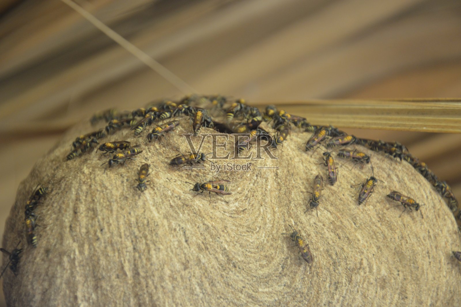 尼卡牛照片摄影图片