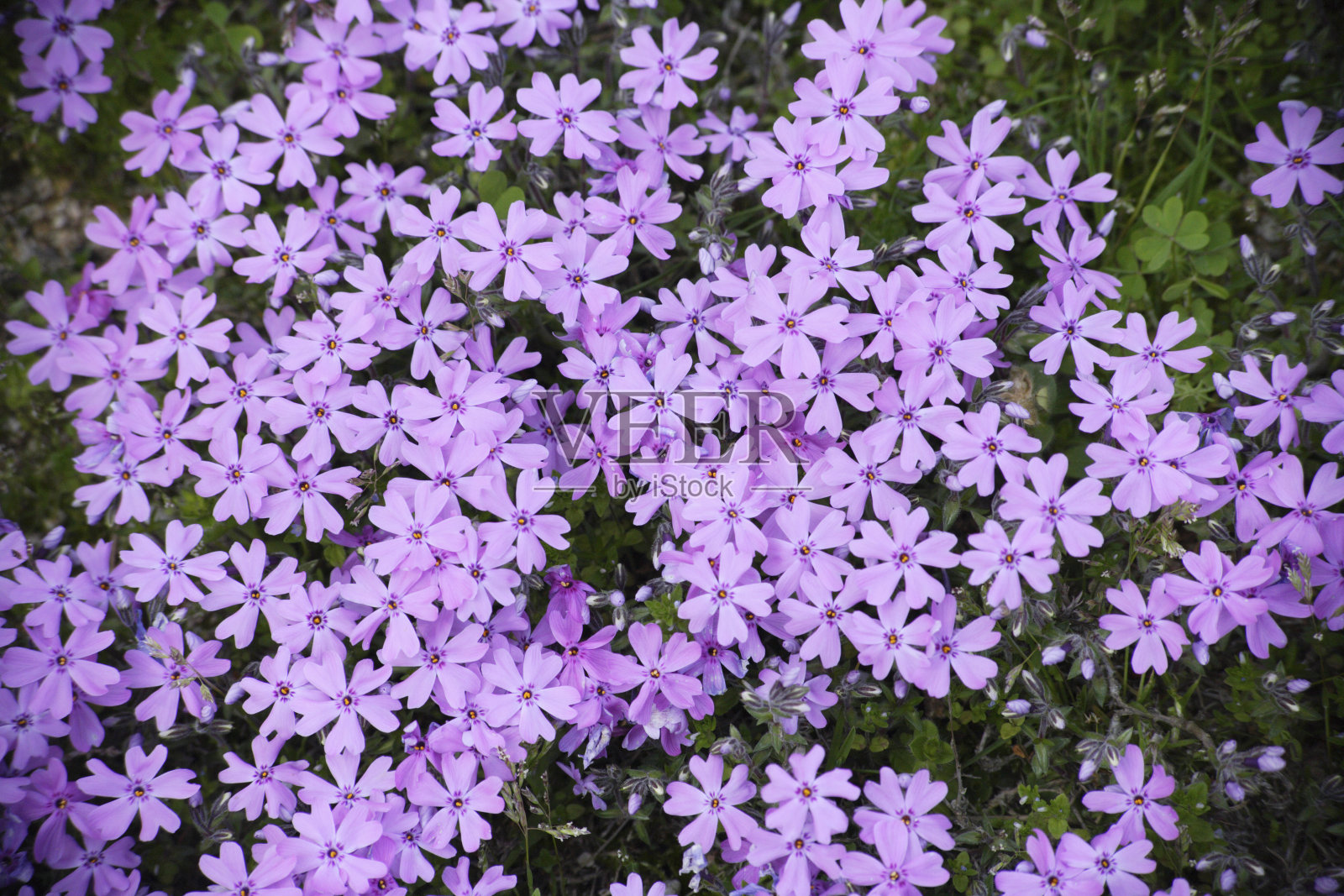 夹竹桃照片摄影图片