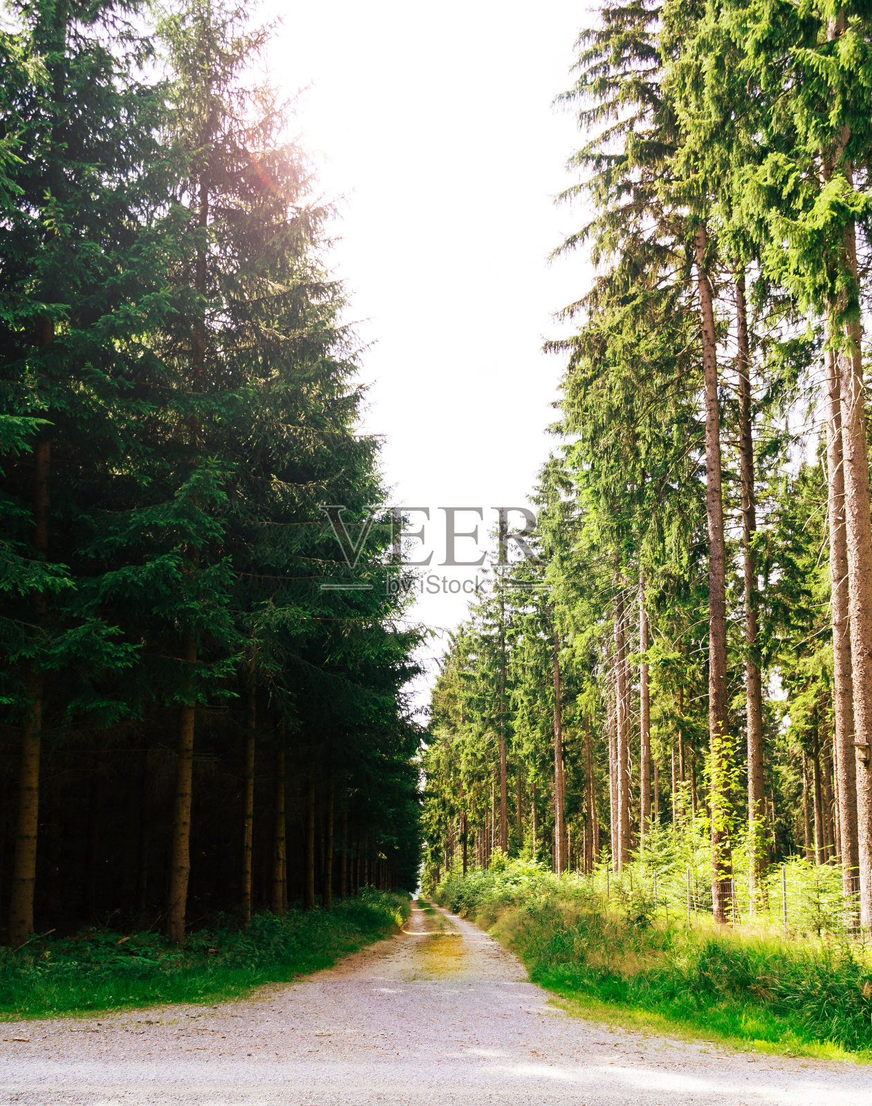 森林的路径照片摄影图片