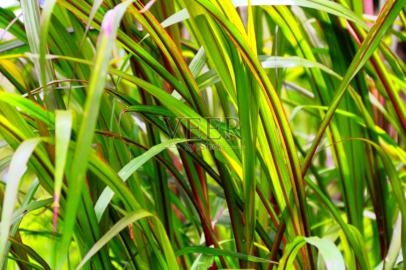 格林狗。照片摄影图片