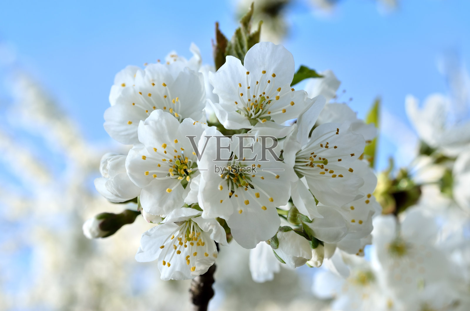 春天，白花在树枝上照片摄影图片