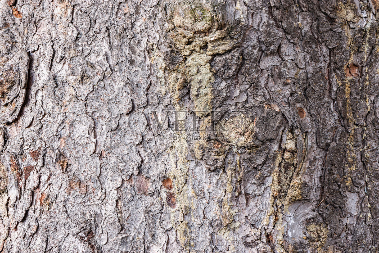 树皮纹理。照片摄影图片