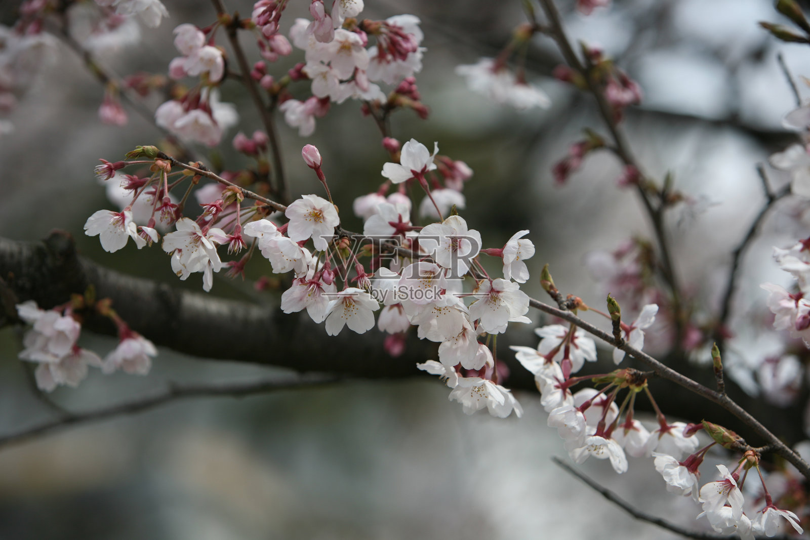 樱花在日本盛开照片摄影图片