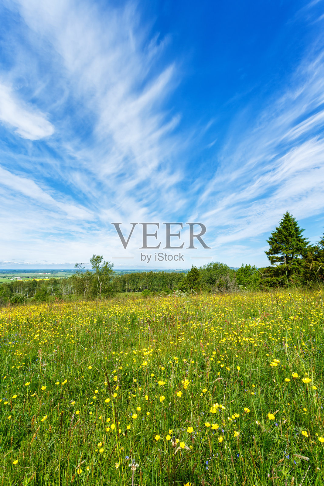 夏天的床上有毛茛花和天空的卷云照片摄影图片