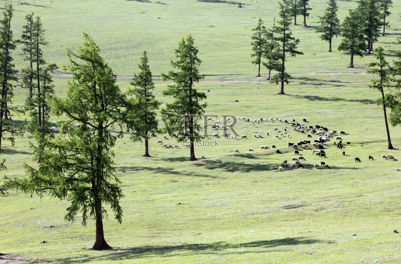 蒙古野马照片摄影图片