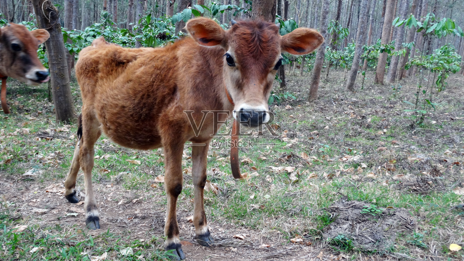 小牛照片摄影图片