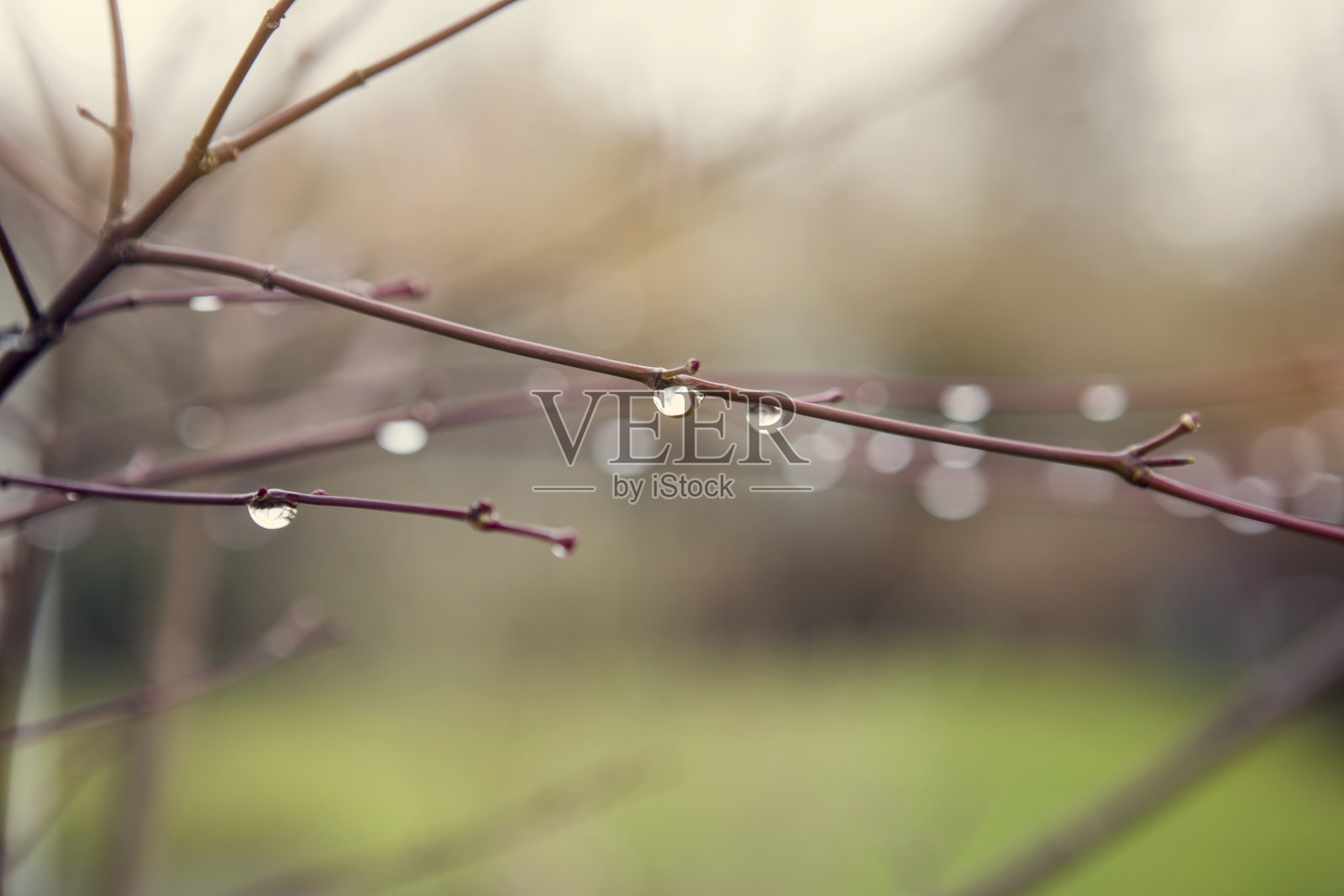 树枝上雨滴的特写照片摄影图片