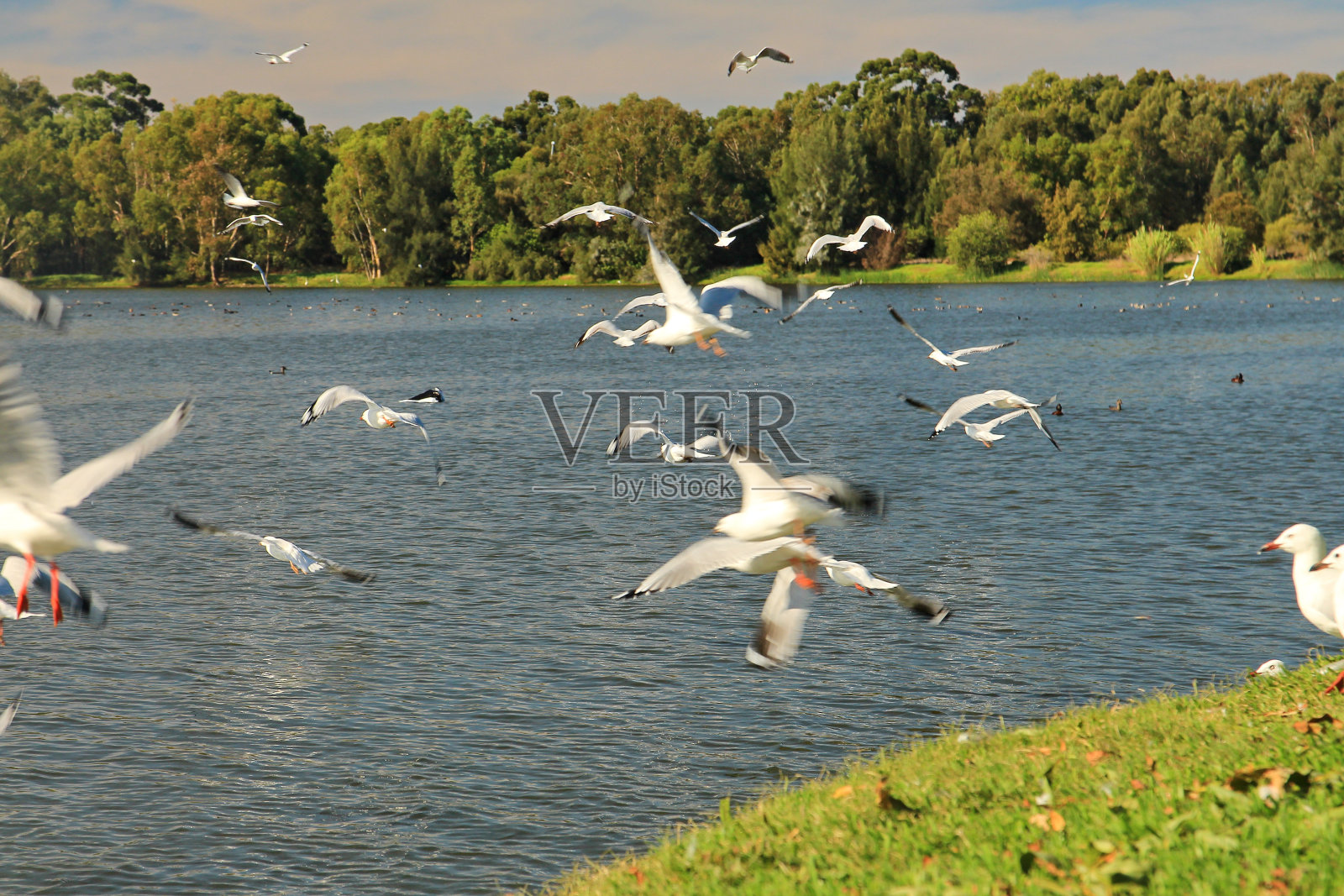 澳大利亚的鸥群照片摄影图片