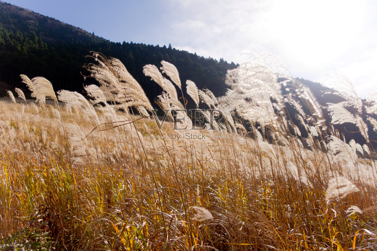 蒲苇领域照片摄影图片