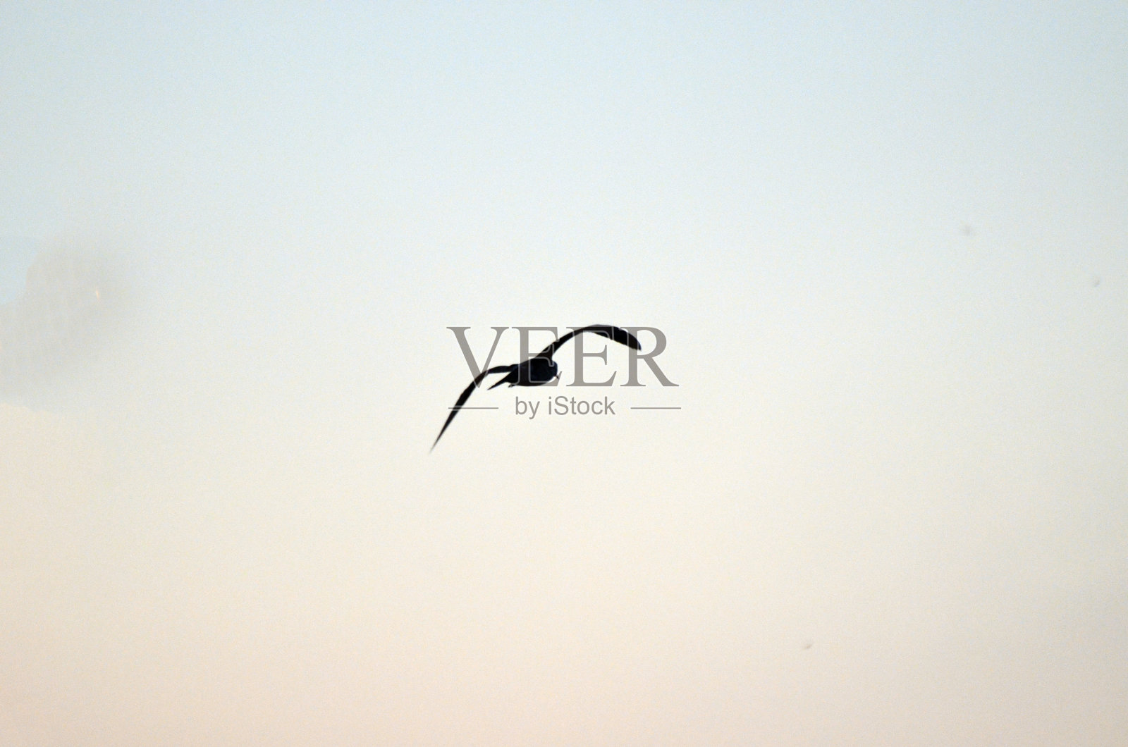 海鸥照片摄影图片