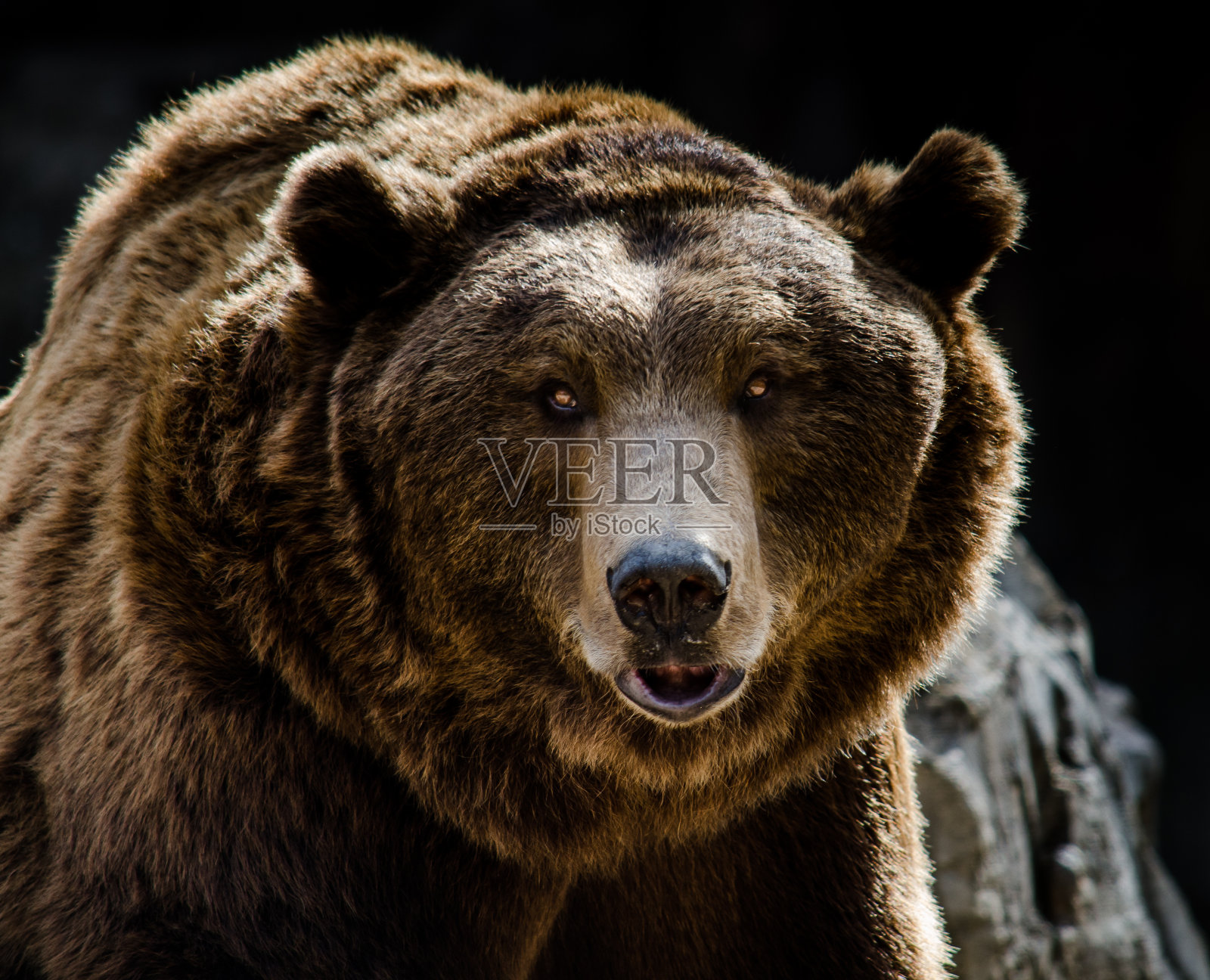 欧洲棕熊照片摄影图片