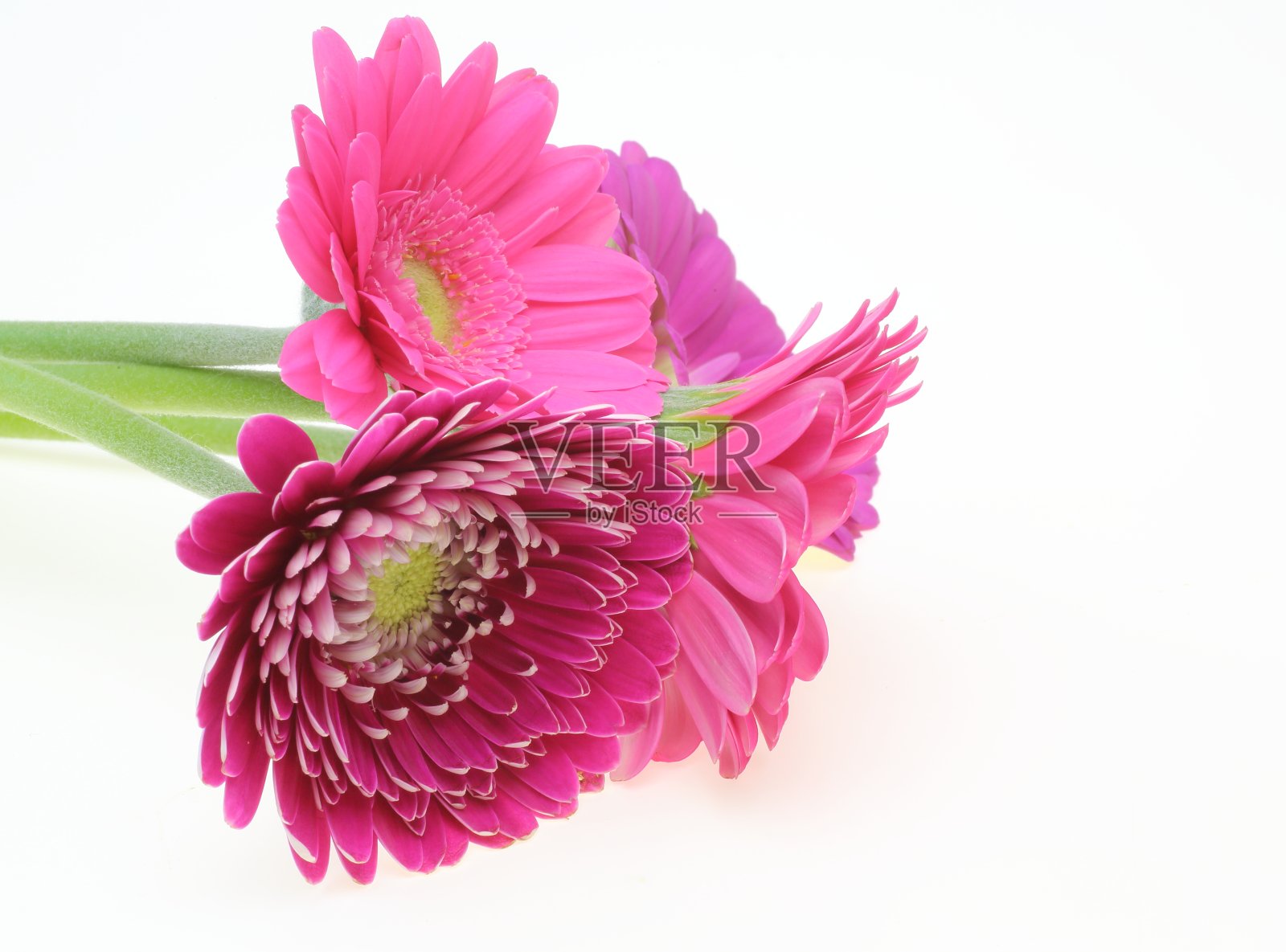 白色背景中的德兰士瓦雏菊照片摄影图片