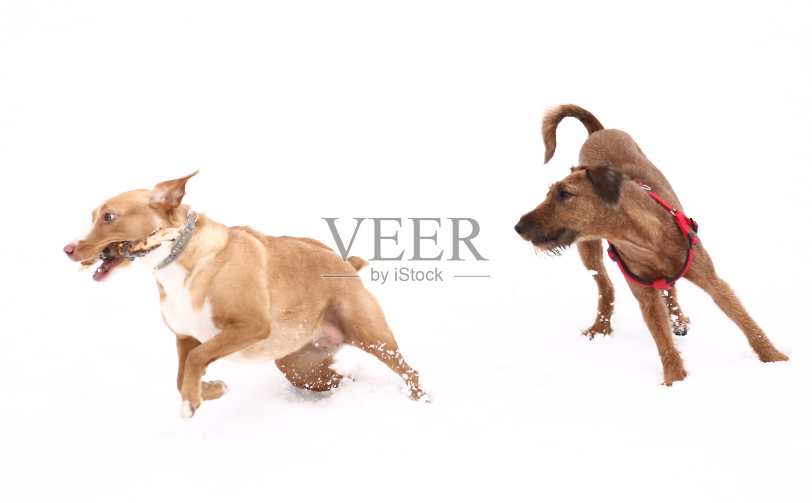 红鼻子爱尔兰梗狗咬嚼棒照片摄影图片