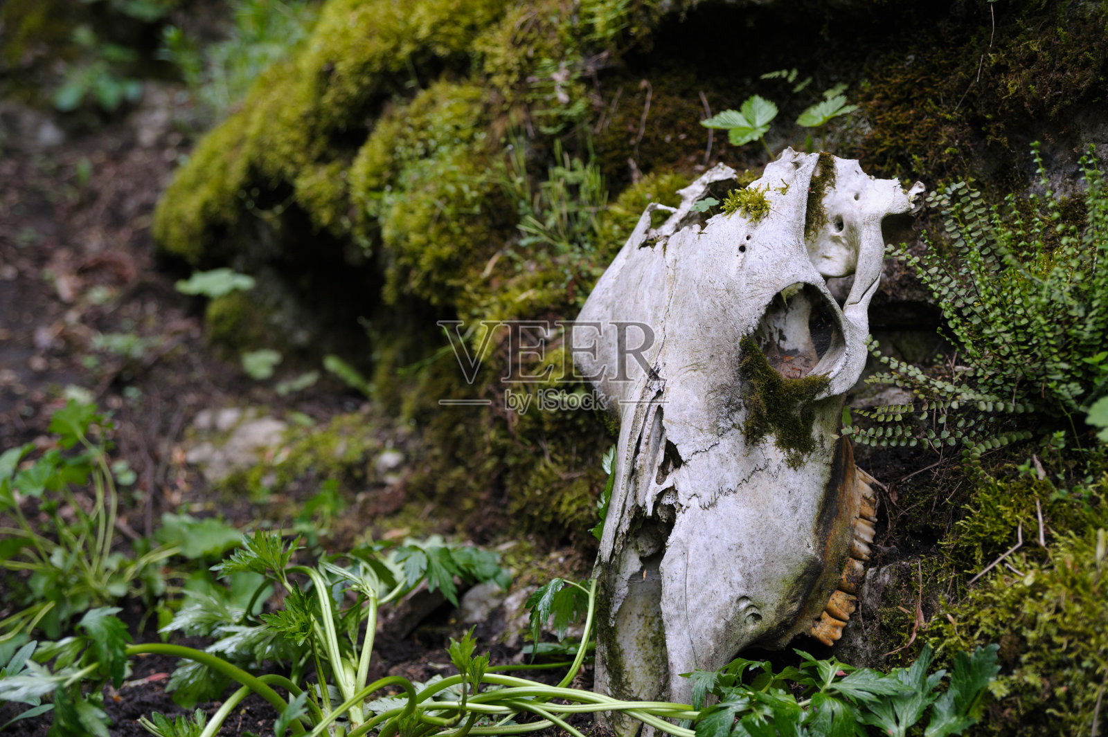 马颅骨覆盖苔藓躺在草地上照片摄影图片