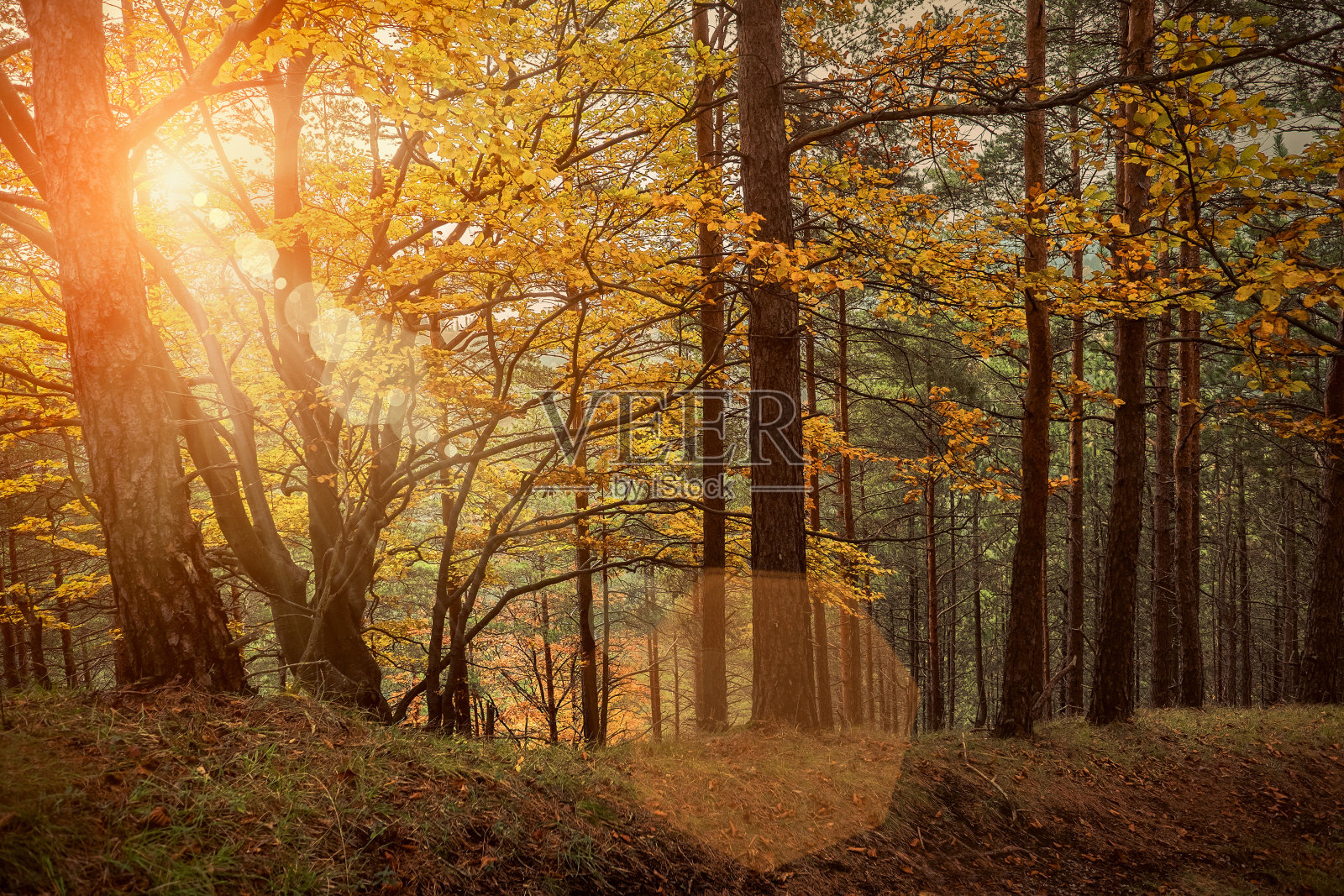 森林里美丽的秋景。照片摄影图片
