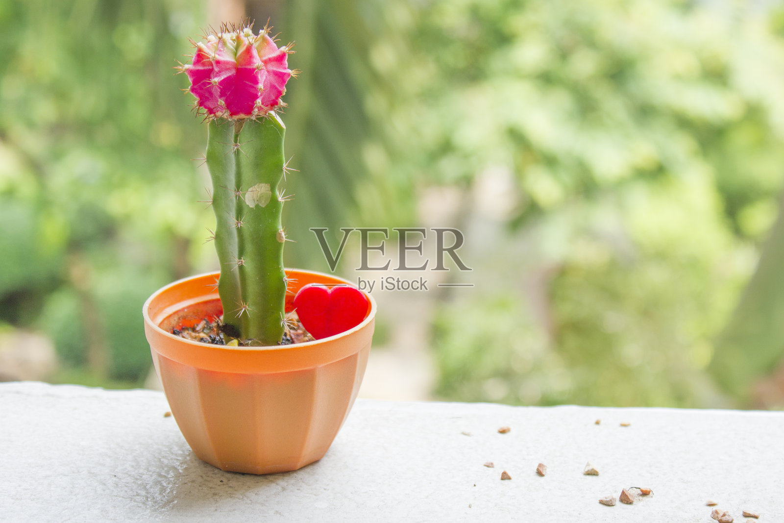 红色和绿色的仙人掌与红色的心在花盆装饰和爱的礼物照片摄影图片