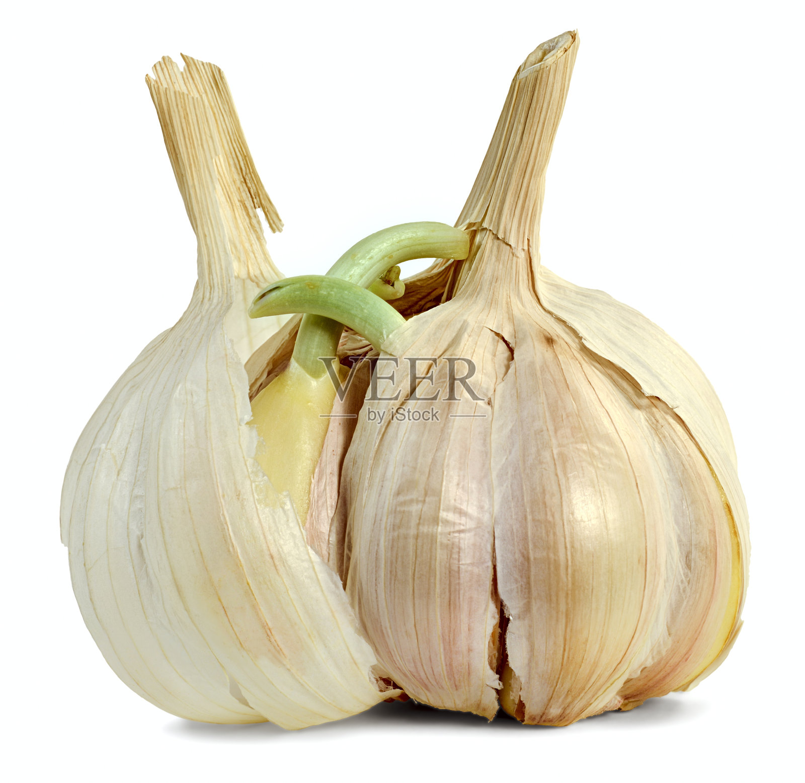 蒜瓣在春天发芽照片摄影图片