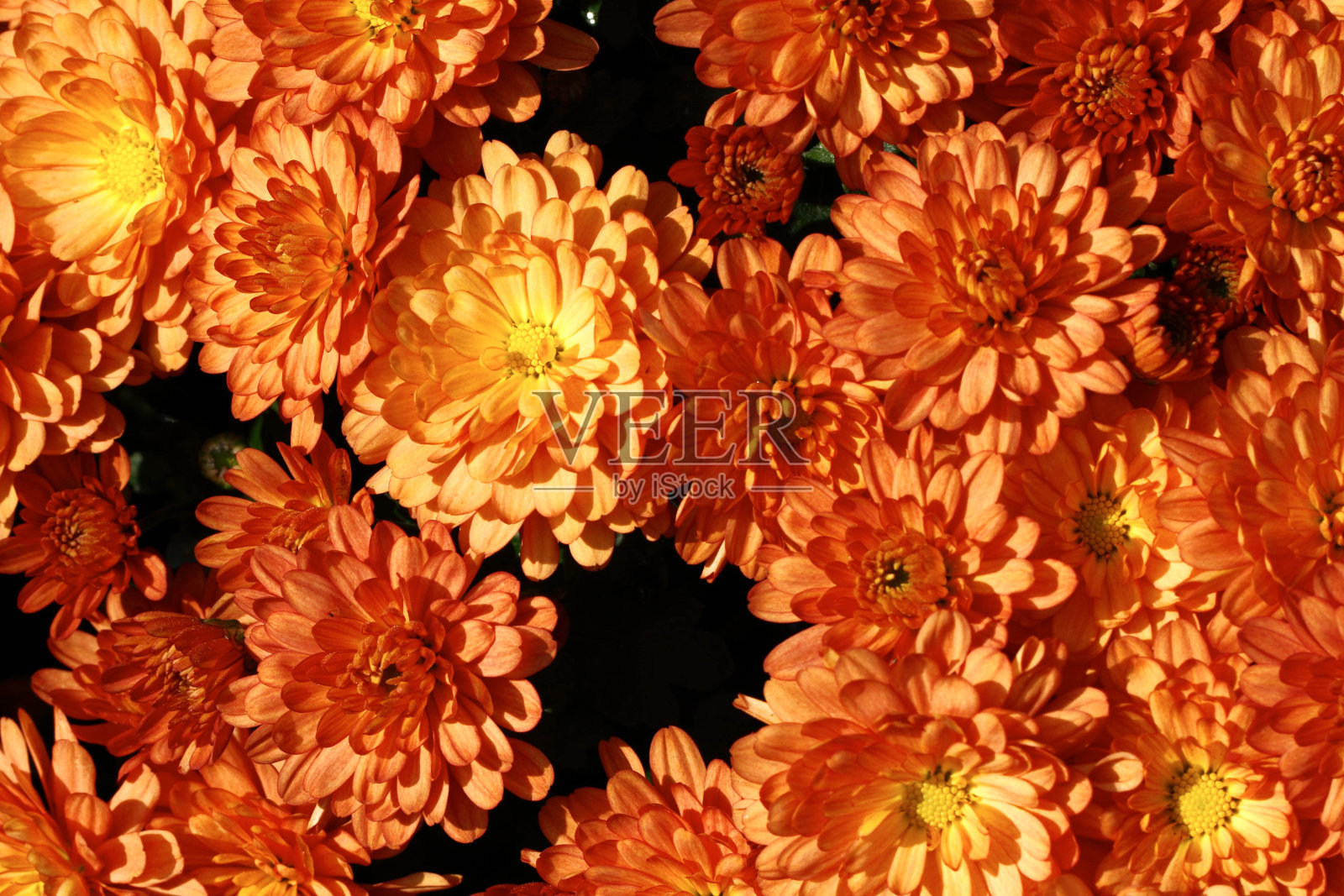 花在花园照片摄影图片