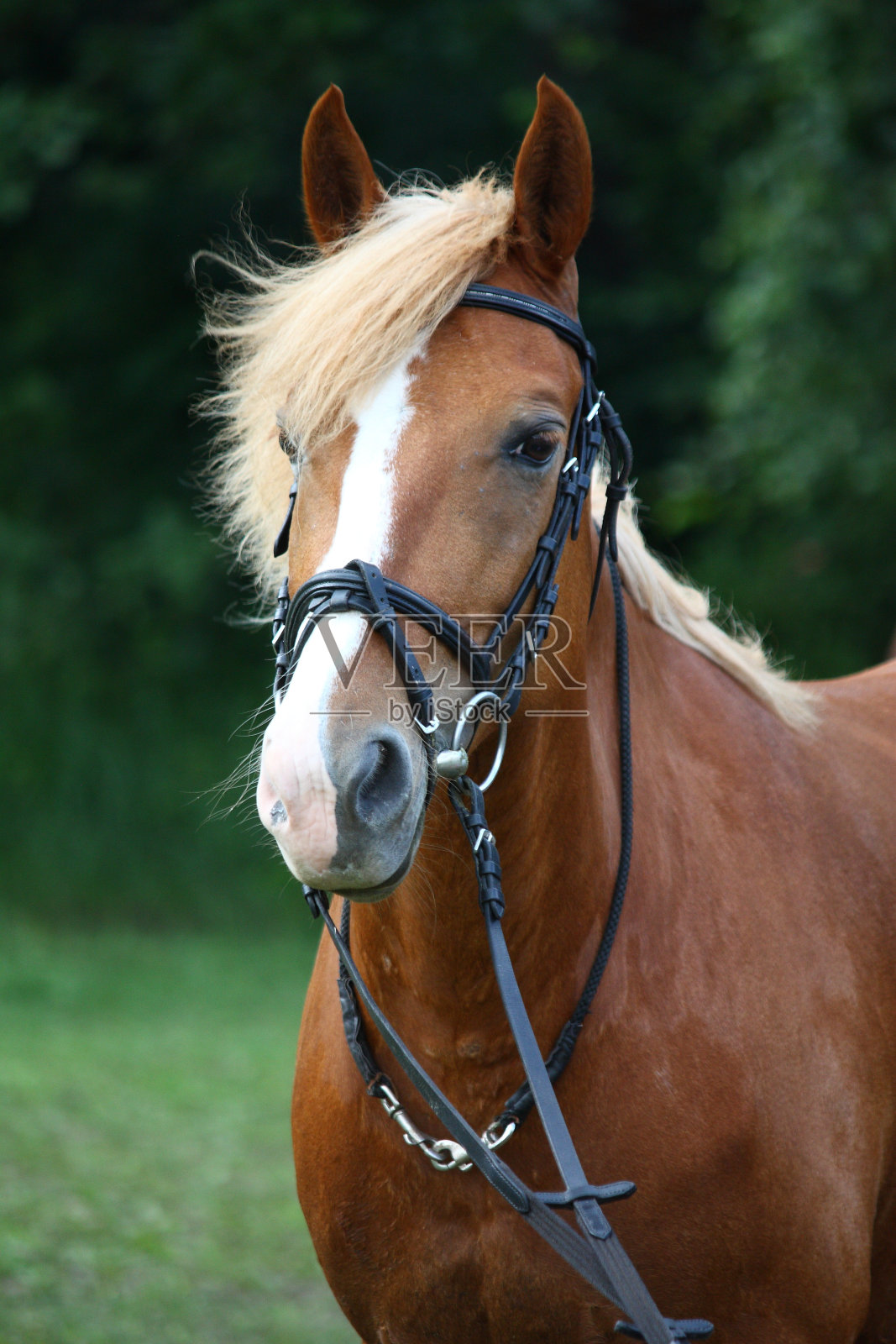 帕洛米诺马肖像与笼头照片摄影图片
