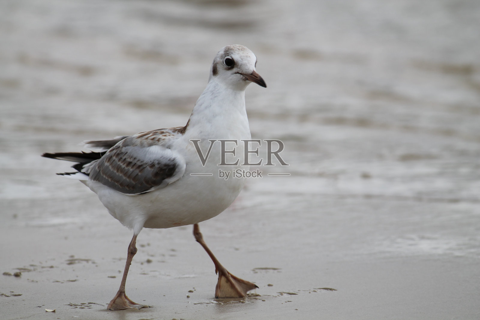 黑色的海鸥。少年鲱鱼照片摄影图片