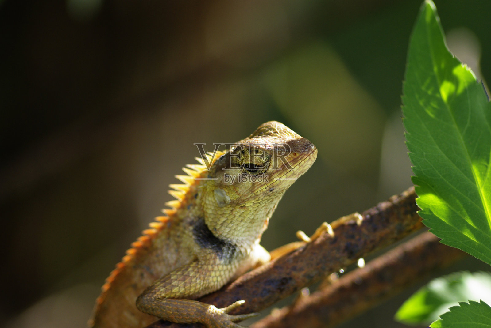 松狮蜥照片摄影图片