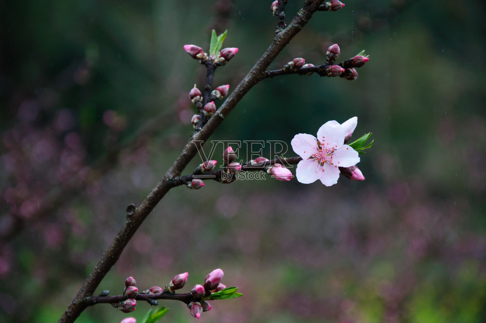 美丽盛开的桃花照片摄影图片