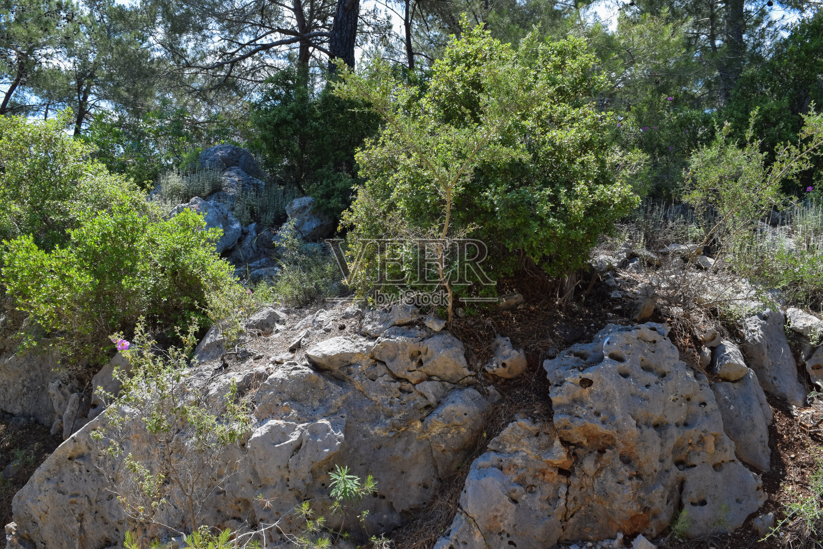 Beydaglari海岸国家公园(Sahil Milli Park - olympus Park)。土耳其地中海沿岸地区的野生自然照片摄影图片