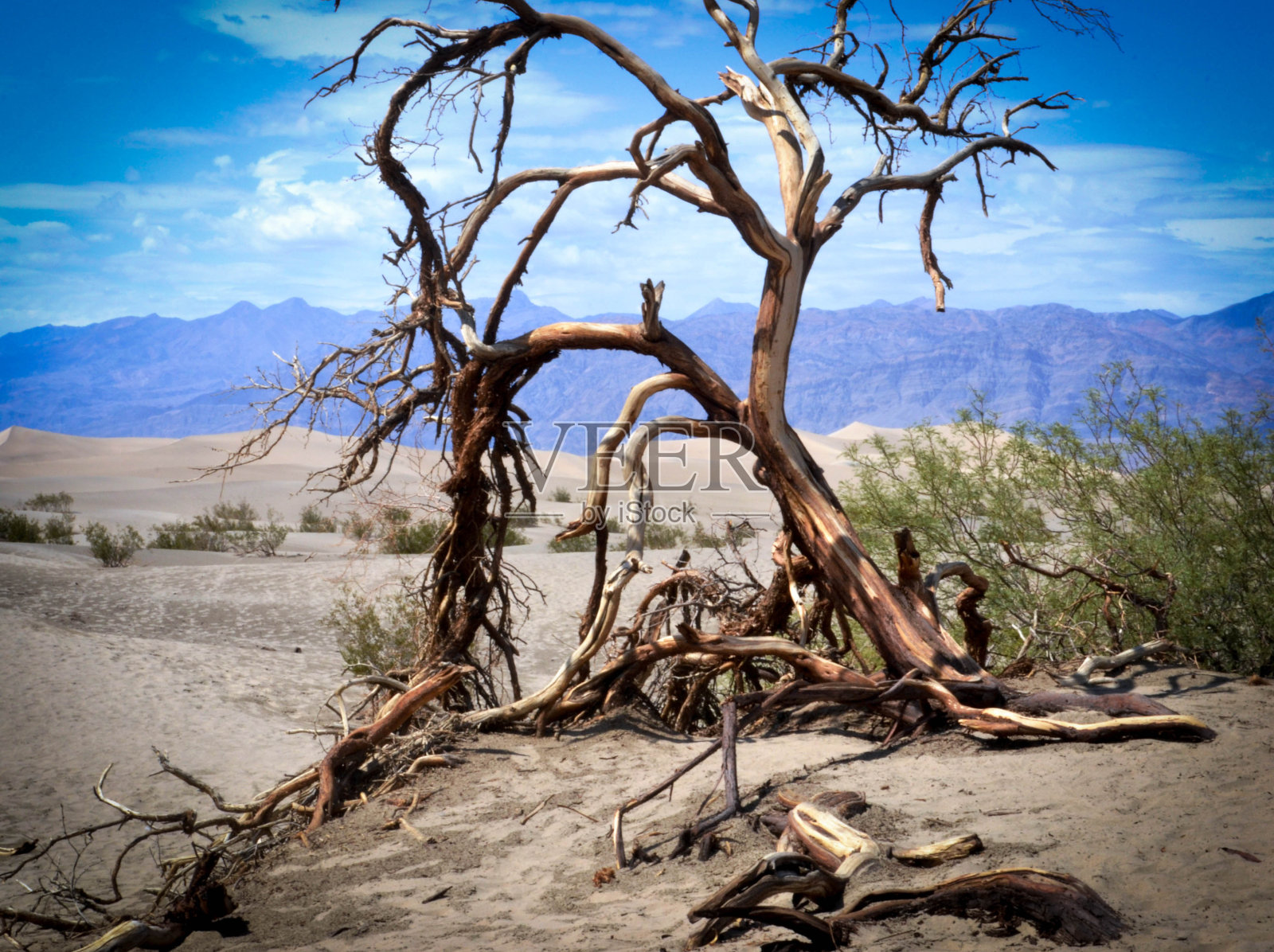 枯树-死亡谷照片摄影图片
