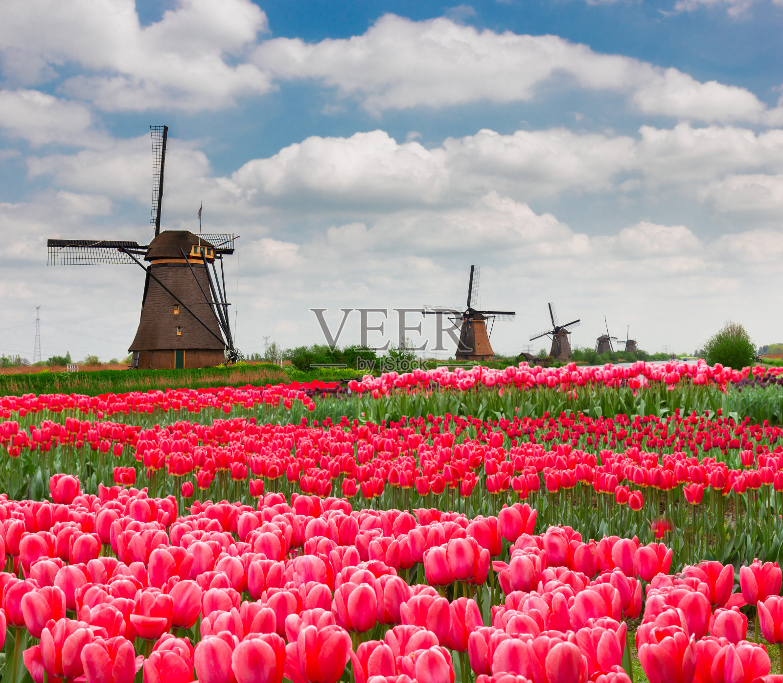 荷兰的风车在春天照片摄影图片