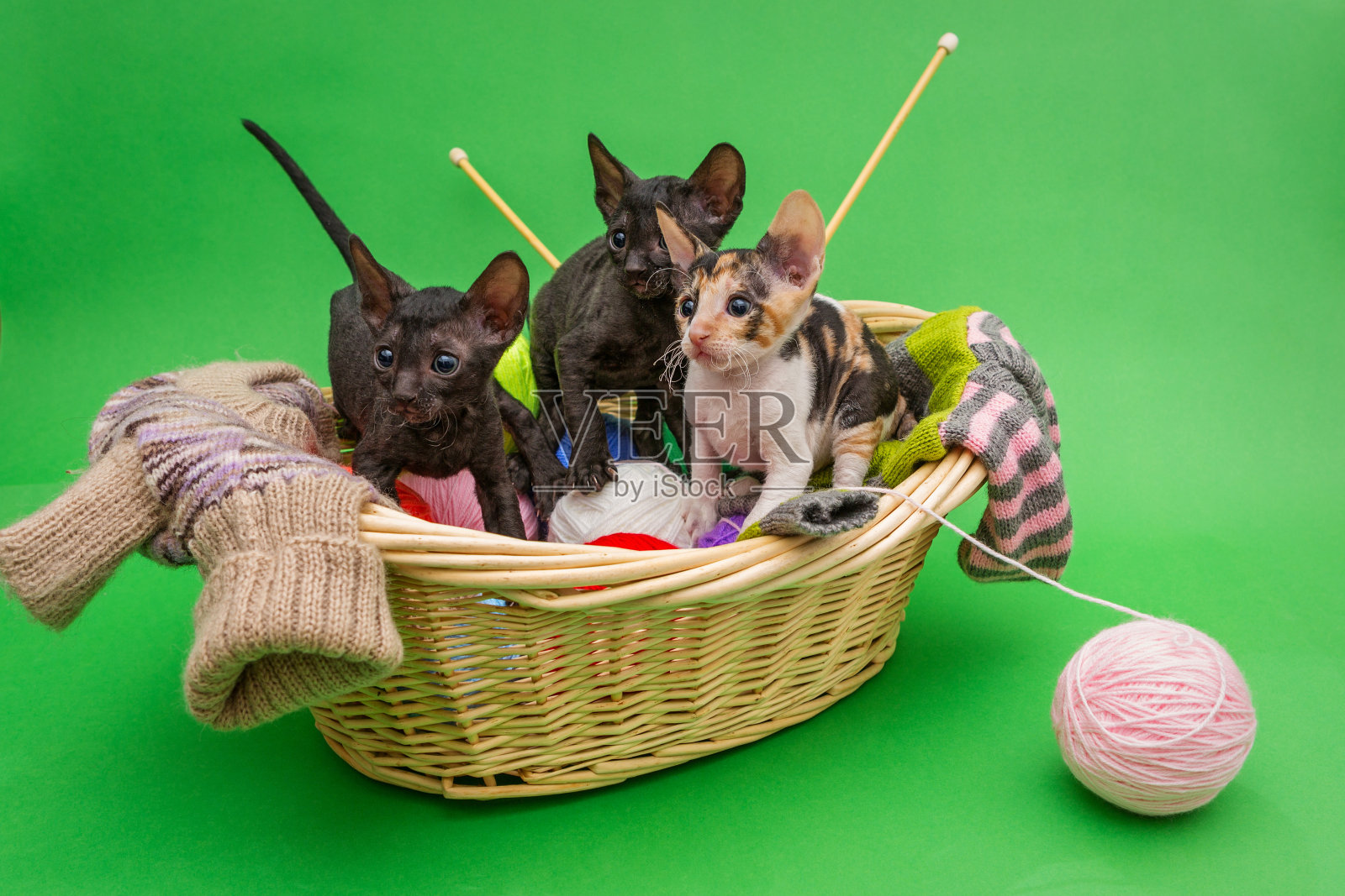 三只小猫康沃尔雷克斯照片摄影图片