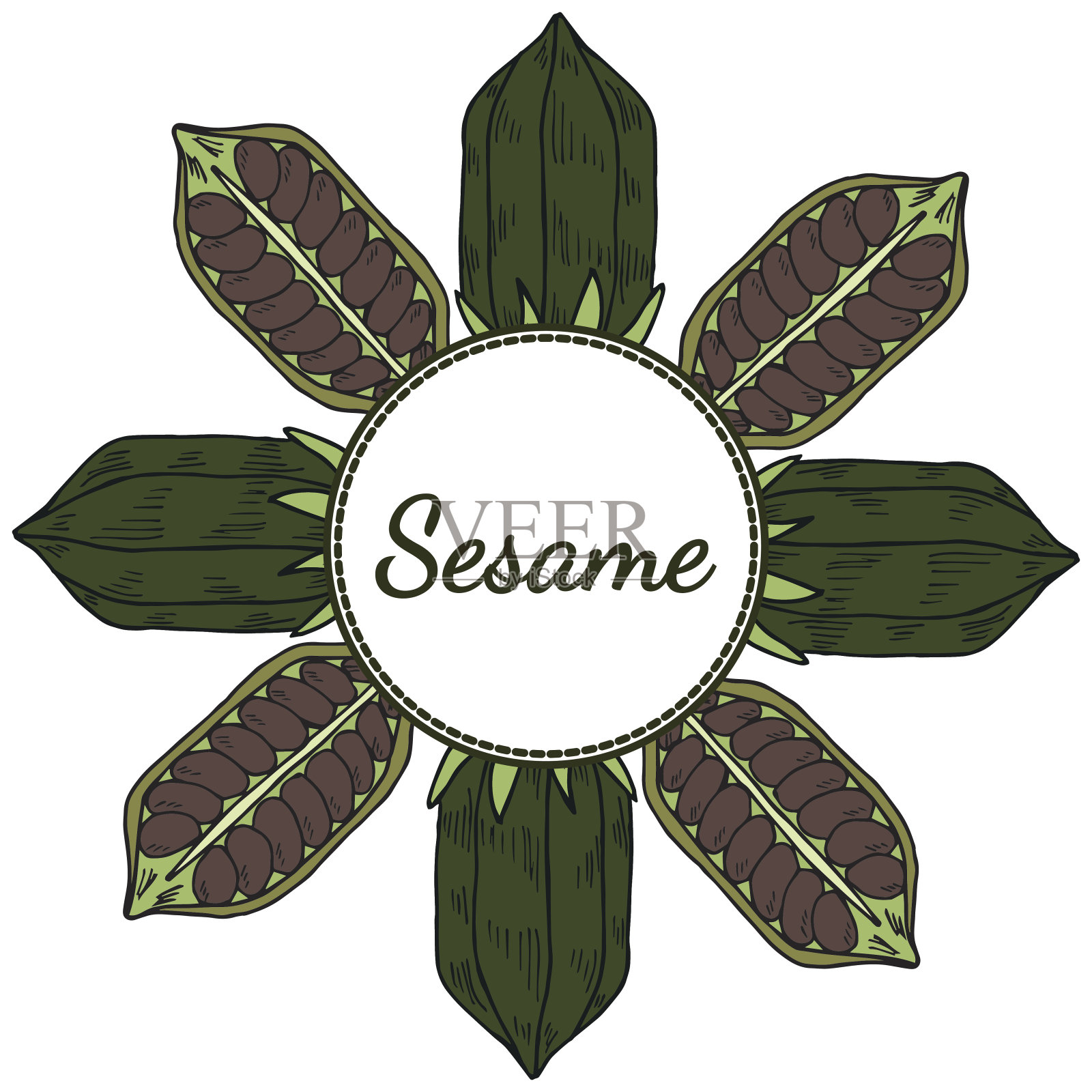 芝麻，圆形框架的颜色4插画图片素材