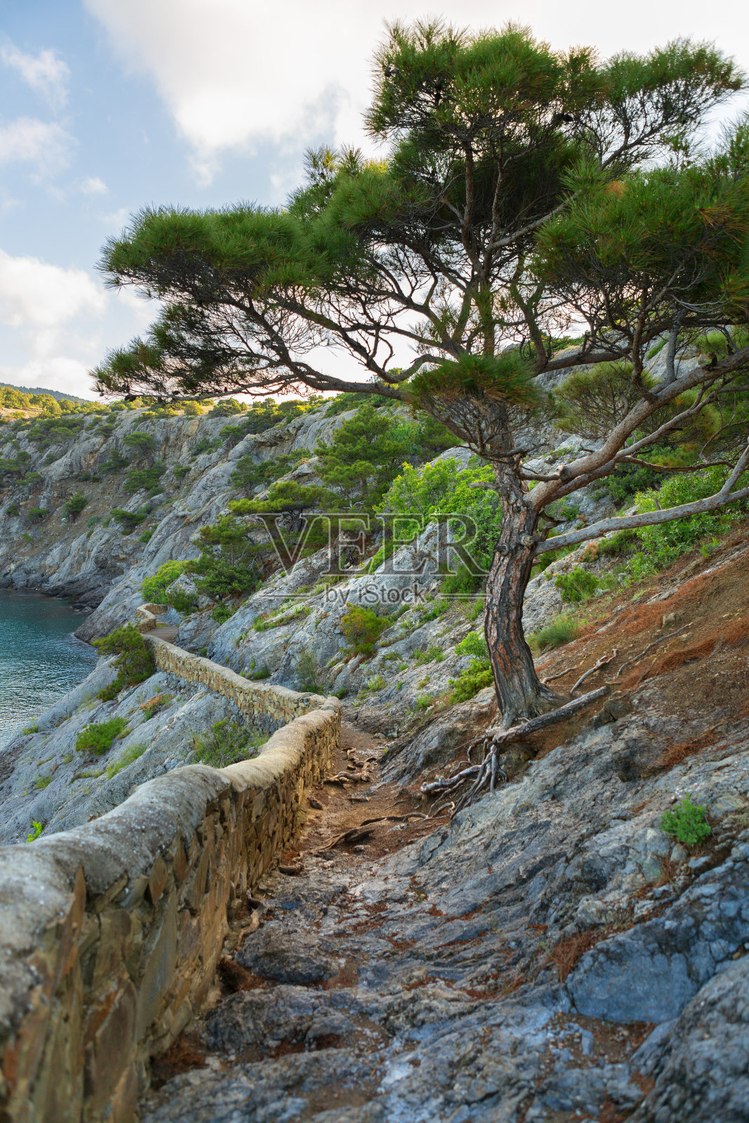 科巴一侧戈利岑小道上的克里米亚松树照片摄影图片