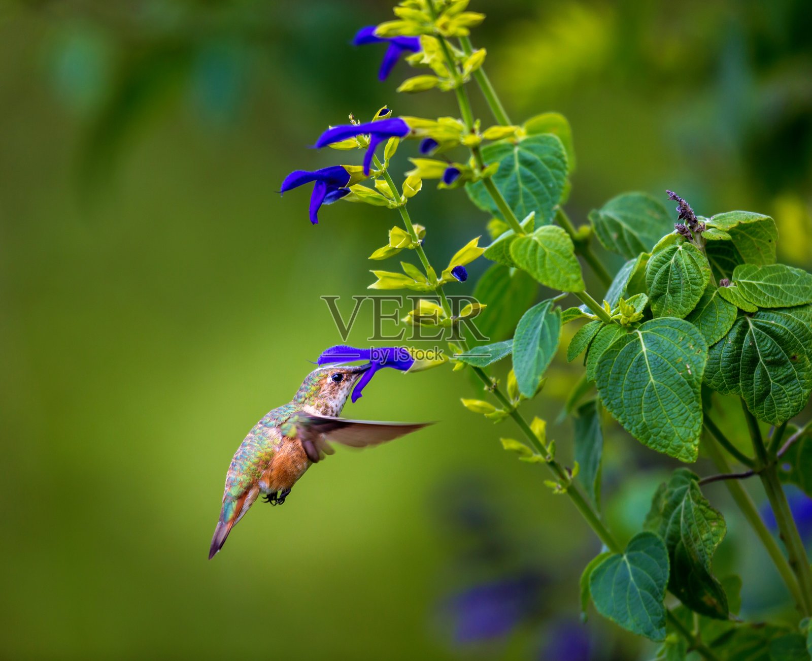 棕煌蜂鸟。照片摄影图片