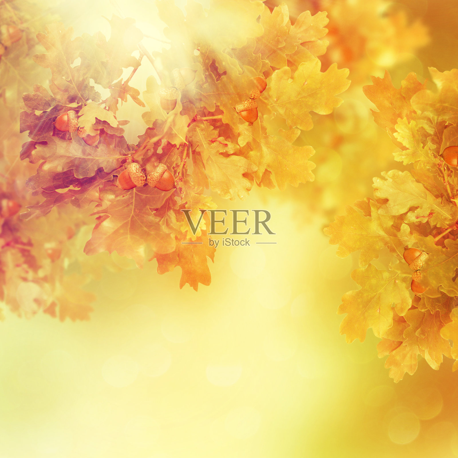 秋天橡树叶。照片摄影图片