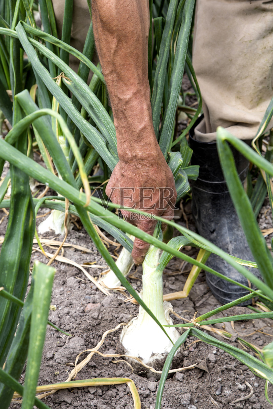 洋葱作物领域照片摄影图片