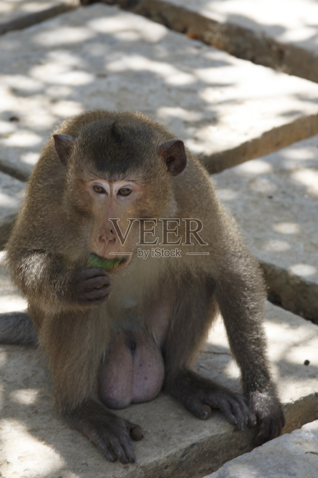 猴子照片摄影图片