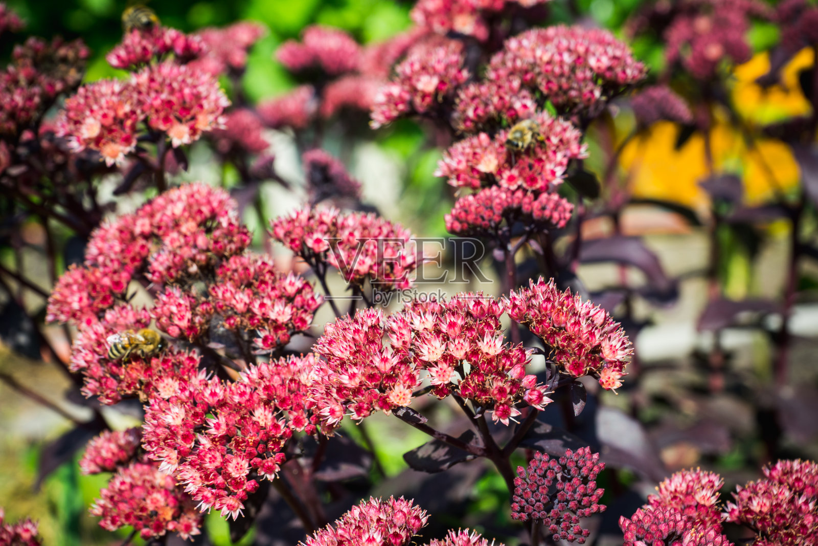 花园中突出的景天照片摄影图片