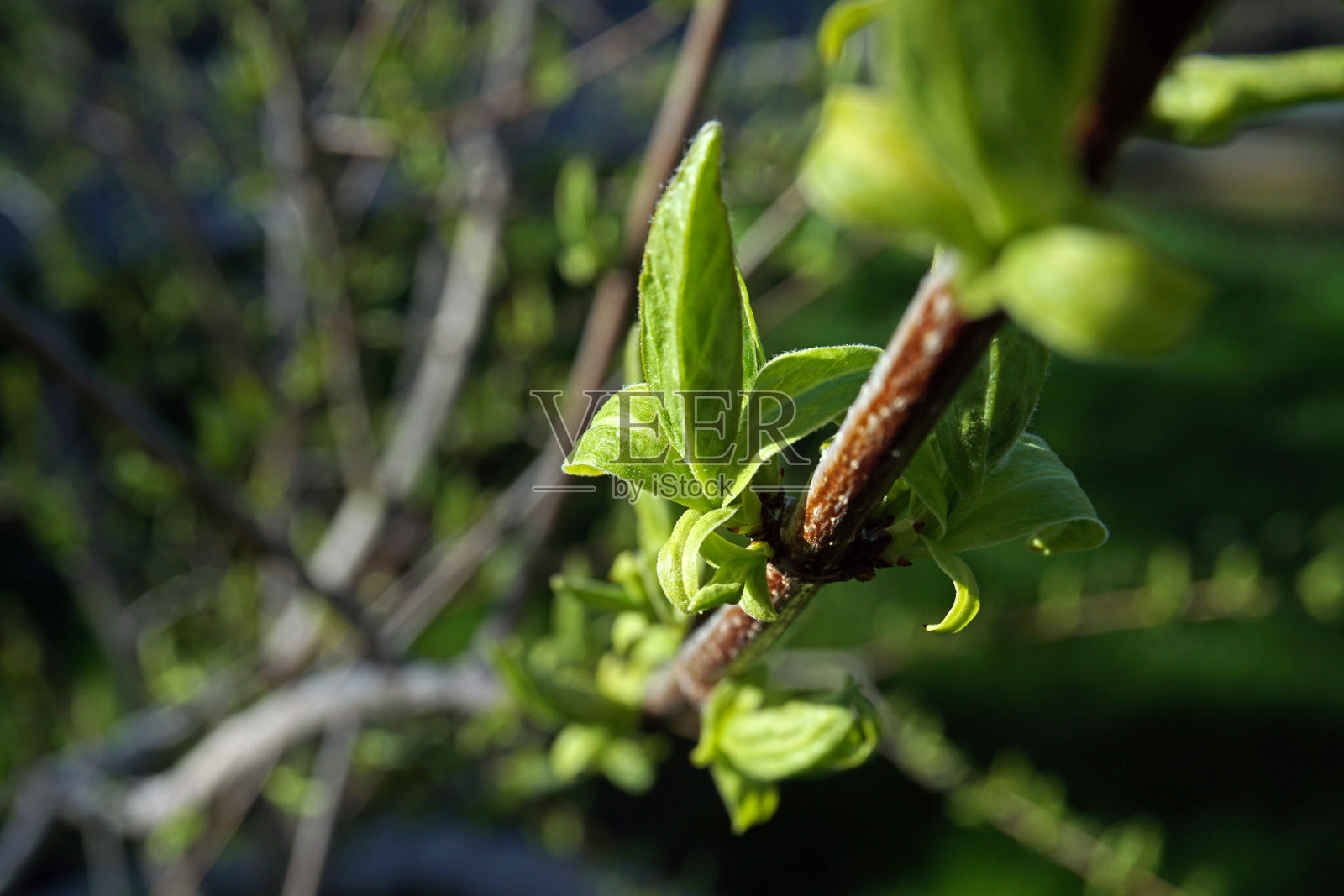 春天树芽照片摄影图片