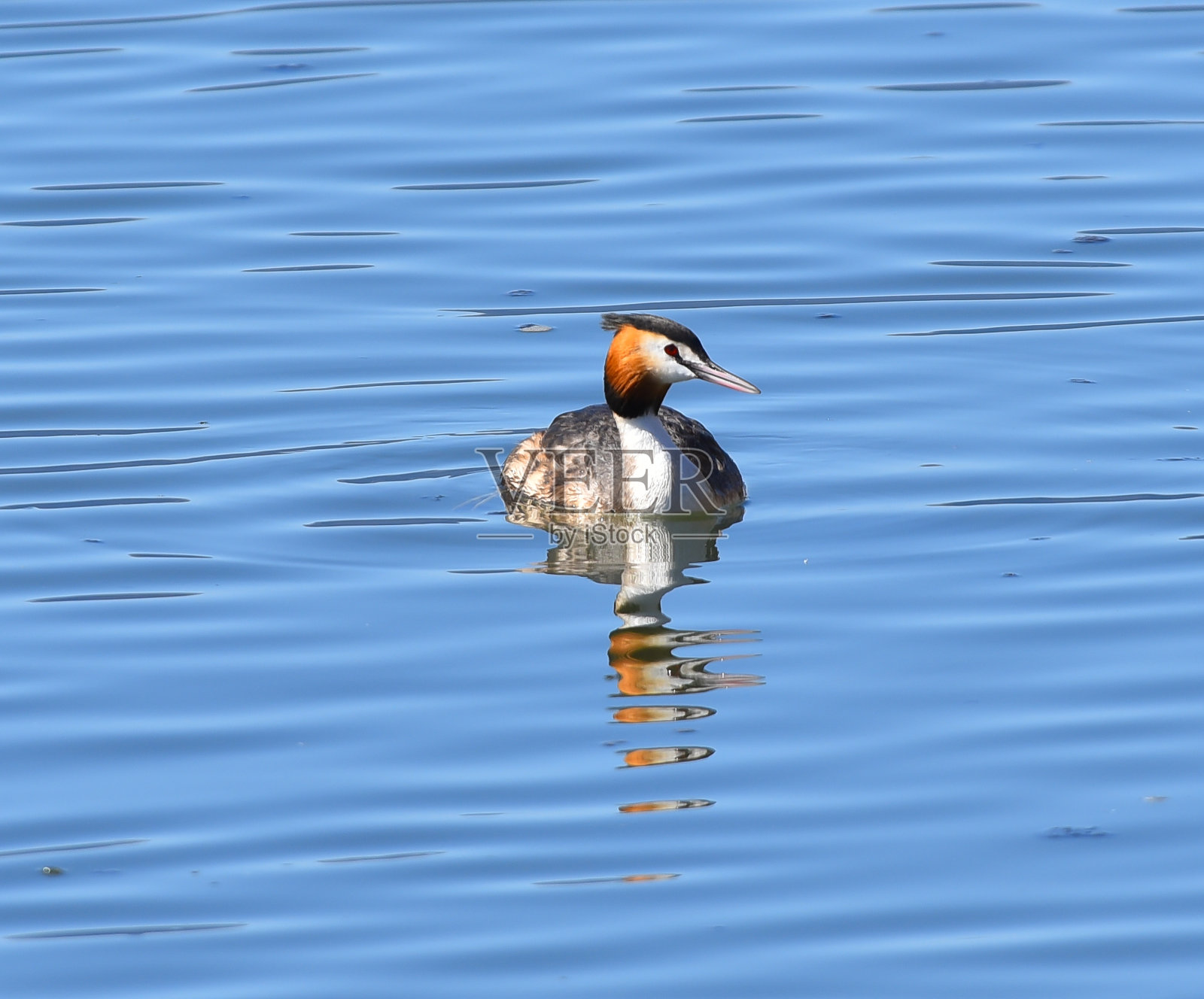 大冠毛鸊鷉在湖里游泳照片摄影图片