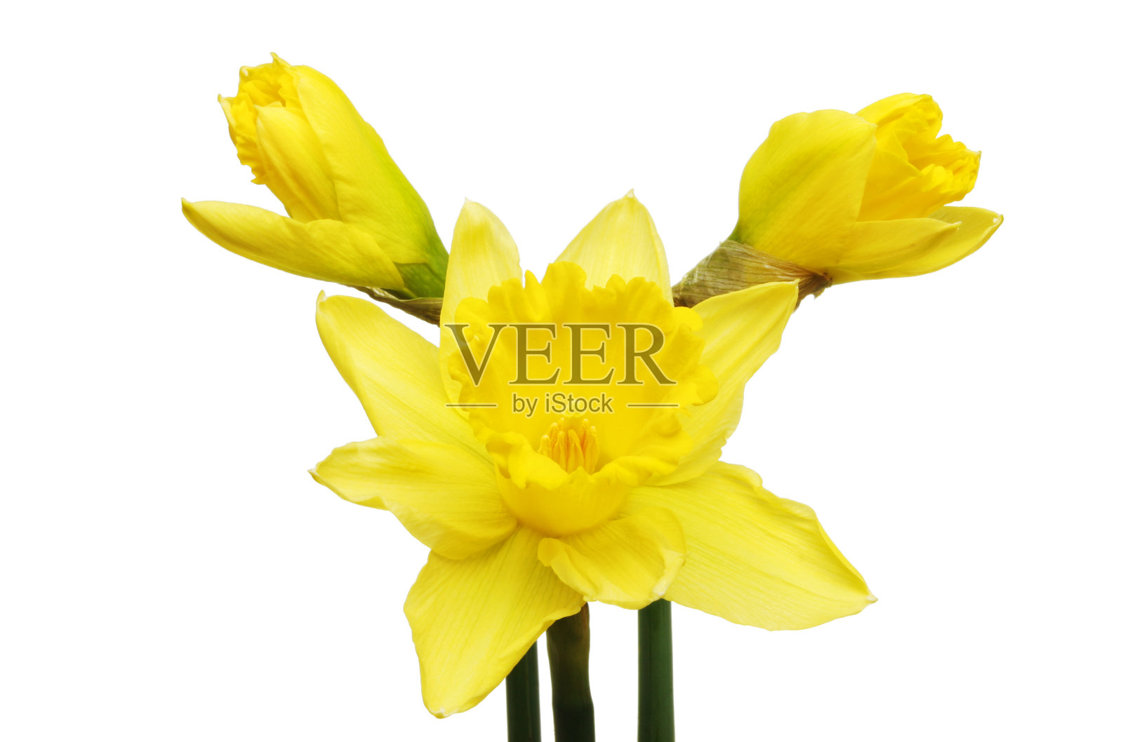 水仙花的花和芽照片摄影图片