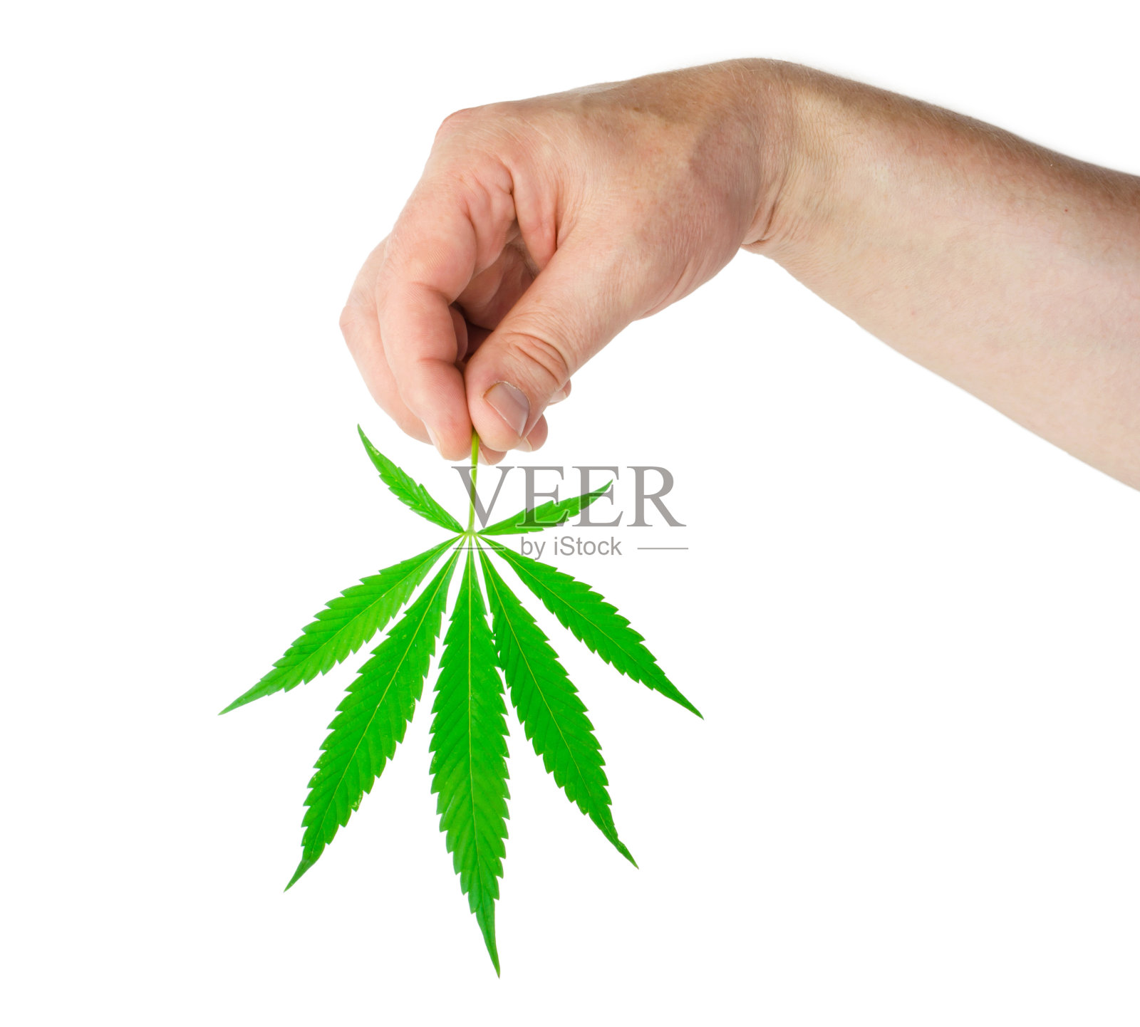 大麻叶握在手里照片摄影图片