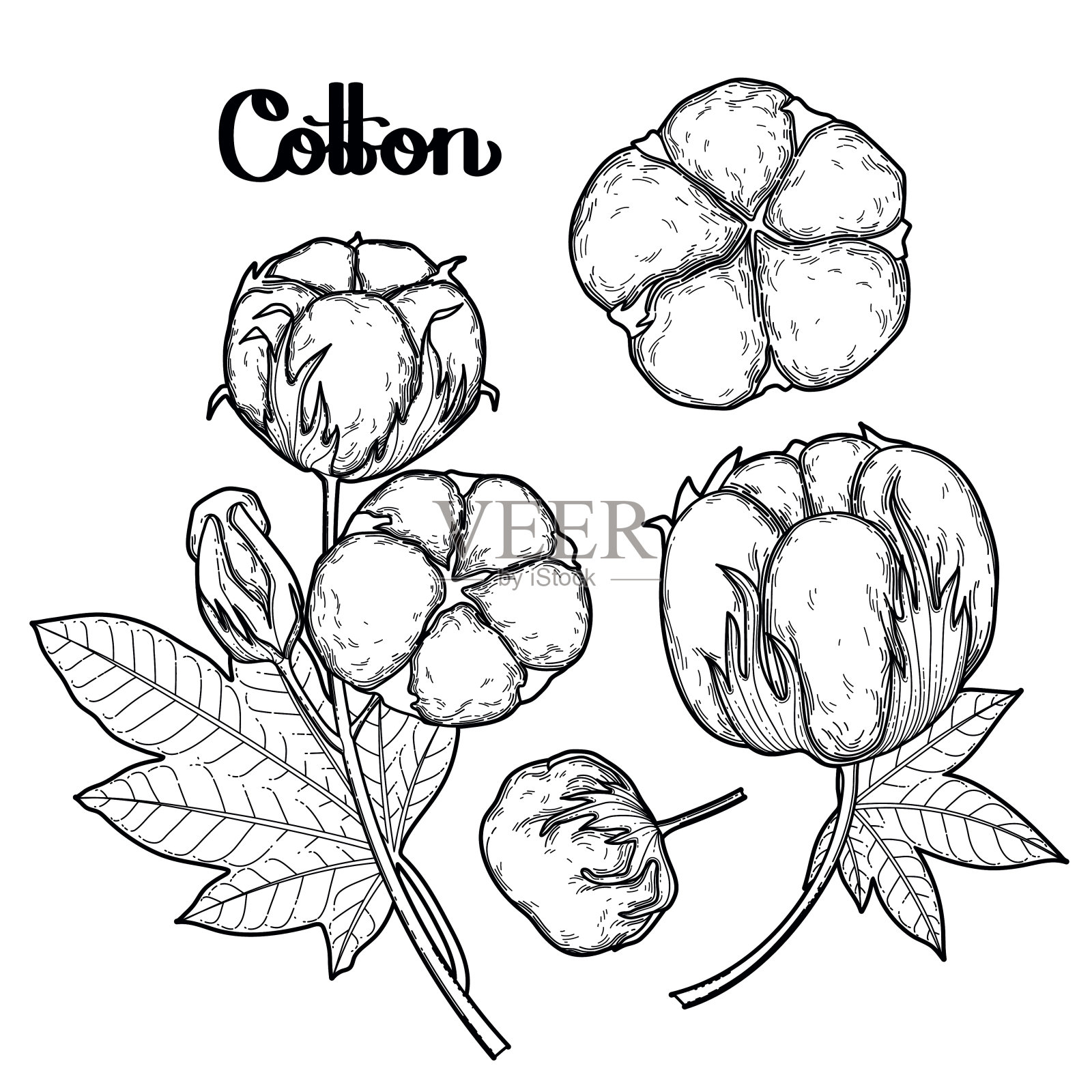 图形棉花植物插画图片素材