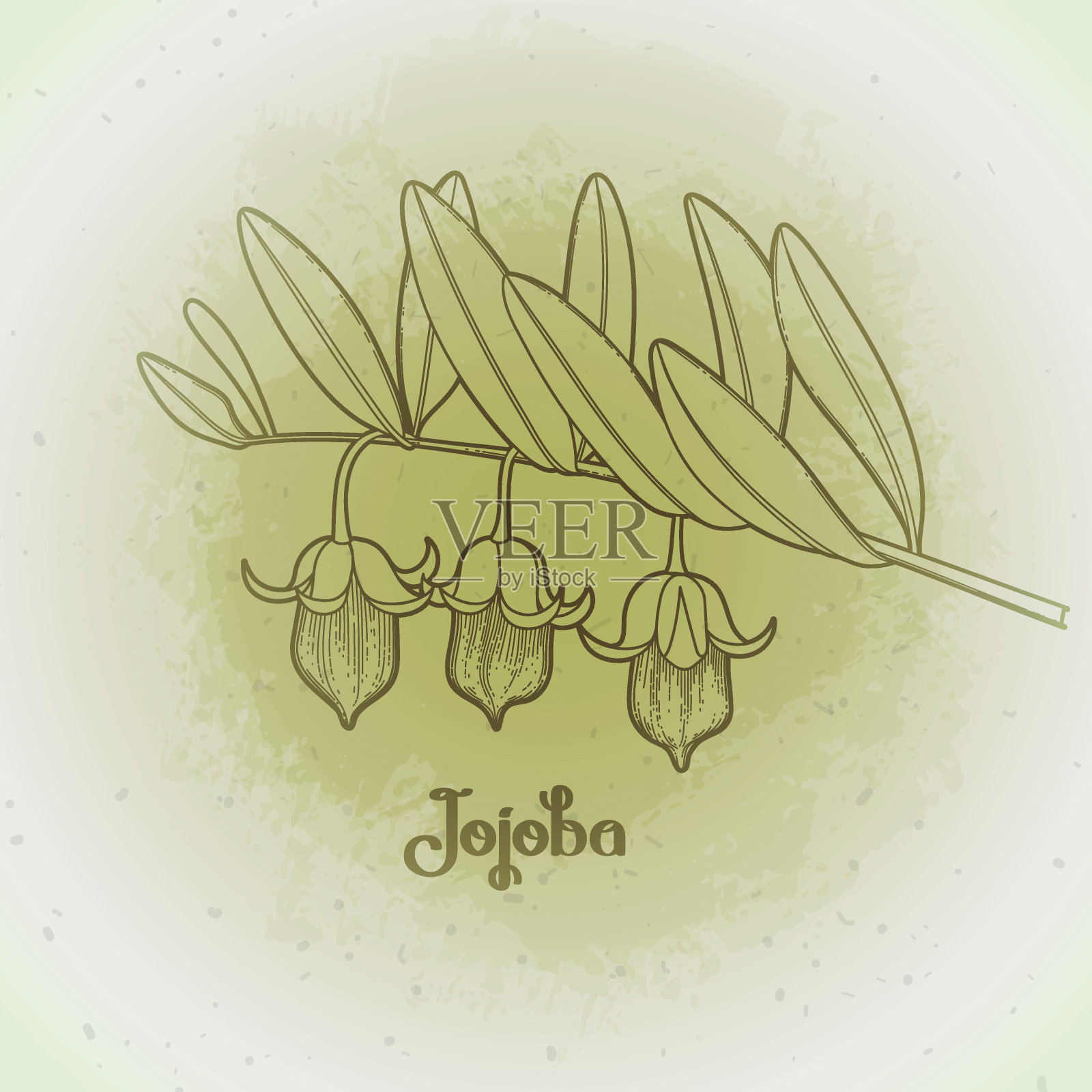 荷荷巴植物图像插画图片素材