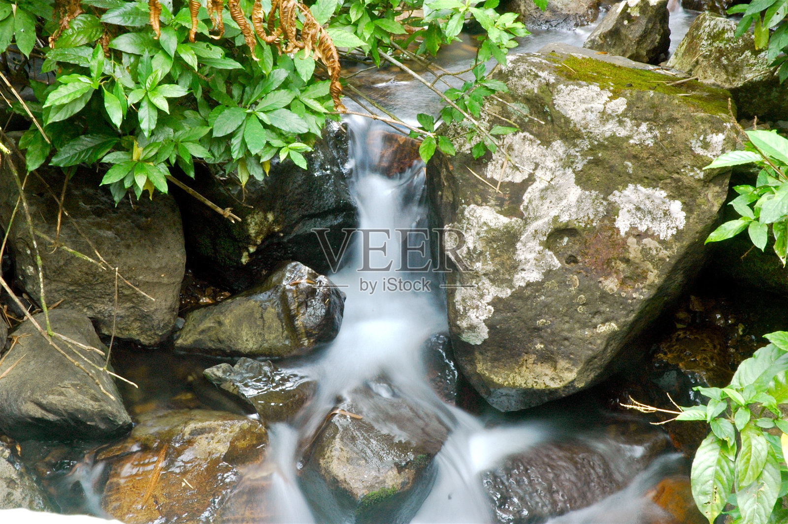 波多黎各的阿努克国家雨林照片摄影图片
