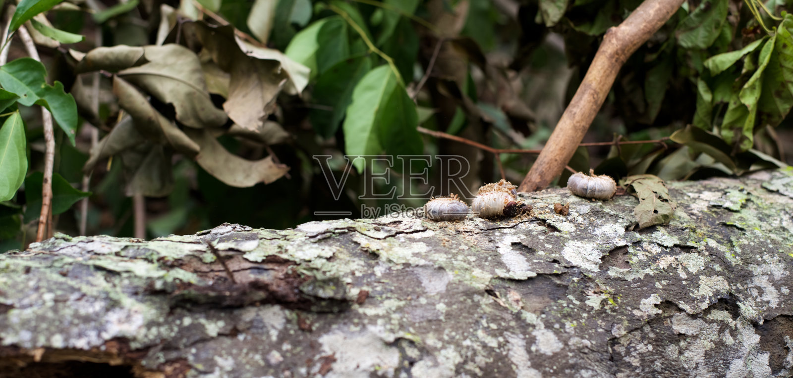 红棕榈象鼻虫，从死棕榈上移走照片摄影图片